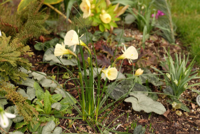 Narcissen.JPG