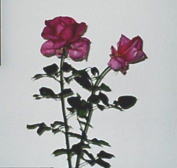 Achim_005.jpg