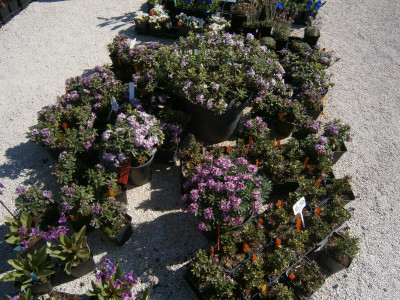 BlüBa Gartentage 17 054.JPG