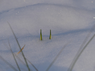 2021-01-31 Gartenimpressionen 28.jpg