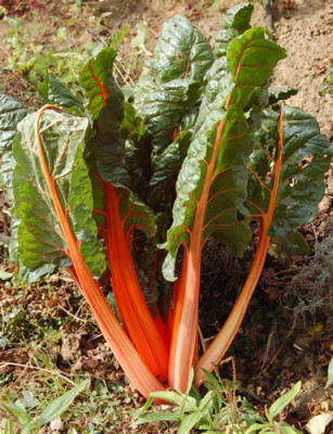 Blattmangold_orange_0010_DSC_8479.jpg