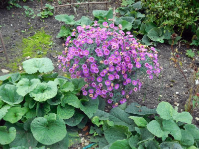 DSCN0968.JPG