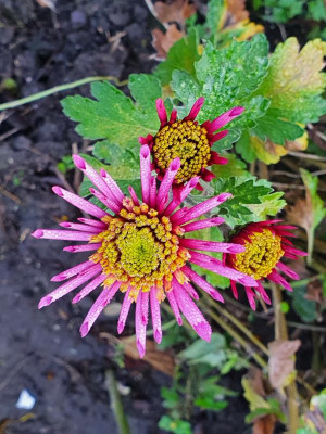 20201105_133156.jpg