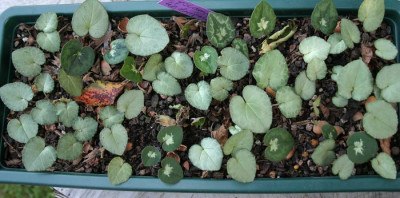 IMG_3183_eCyclamen_hederifolium_Saemlinge.JPG