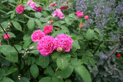 Rose  Rose de Resht 0119.JPG