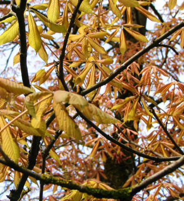 Aesculus_neg_Erythroblastos_gelb.jpg