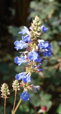 Sumpf-Salbei_0010__K_18393.jpg