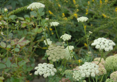 Wilde_Mohre_0010__S1_11703.jpg