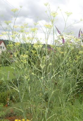Fenchel_0010__H_10862.jpg