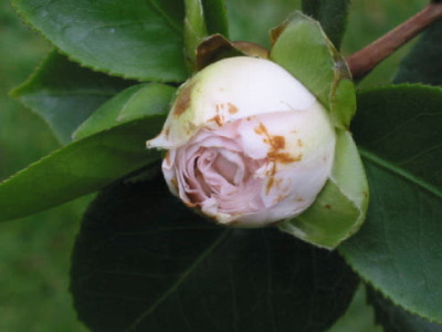 Kamelie_Knospe_07.jpg