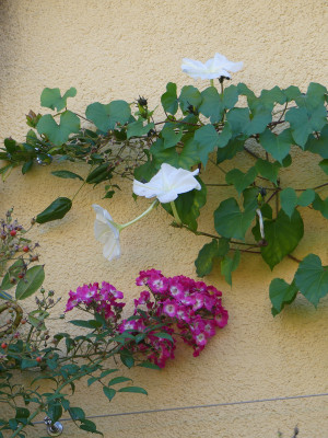 2020-10-01 Ipomea alba 1.jpg