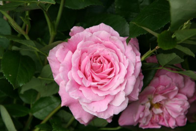 Rose Hl.Elisabeth 0620.JPG