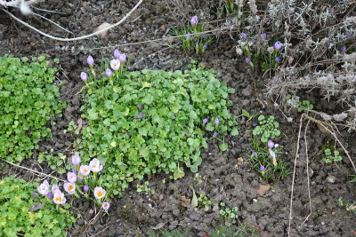 Krokusse 2020-02-04.jpg