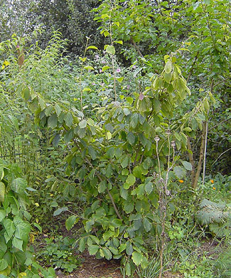 Hamamelis-Habitus-2_k.jpg