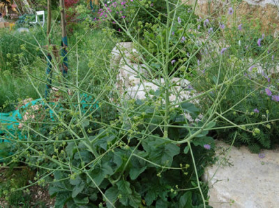 Meerkohl_0010_T_6233.jpg
