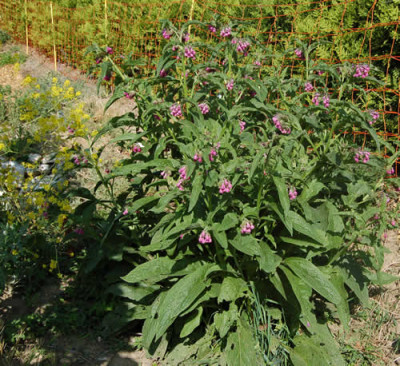 Beinwell_und_Farberweide__HG_2848.jpg