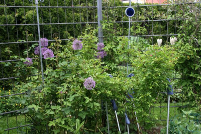 Rosa Pink Gislaine0119.JPG