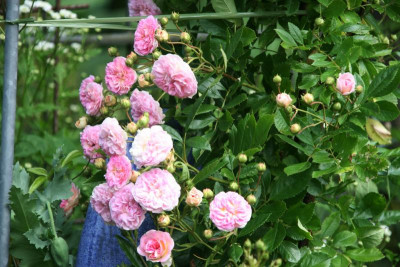 Rose Pink Gislaine de Felingonde1017.JPG