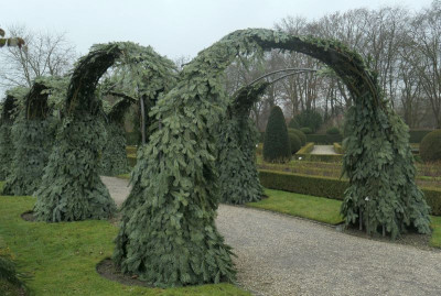 Rosenbogen.jpg