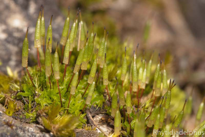 Encalypta_vulgaris_7859_800_sRGB.jpg