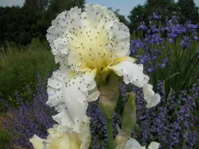 IRIS.WEISS5.jpg