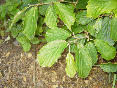 Hamamelis-Blatt_k.jpg
