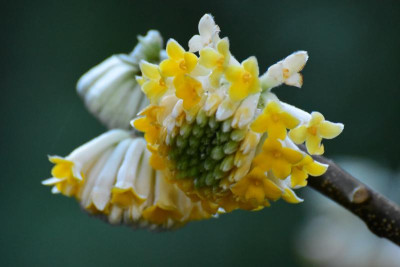 Edgeworthia_chrysantha.JPG