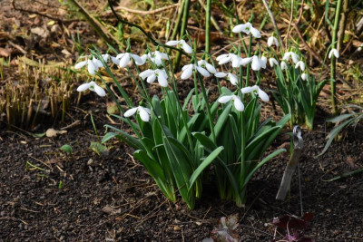 Galanthus_Lord_Monostictus.JPG