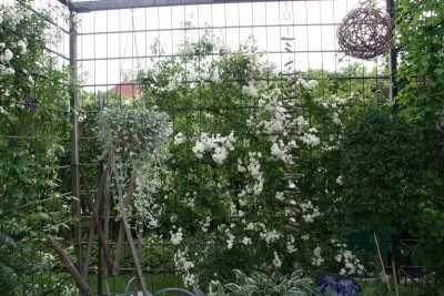 Rosentempel0417.JPG