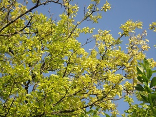 DSC01605.JPG