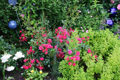 Rose Gärtnerfreude0620.JPG