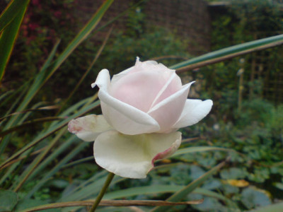 sdm_okt_07_16.JPG