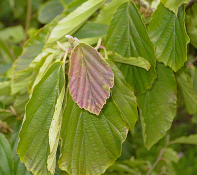 Hamamelis-Blatt-rot_k.jpg