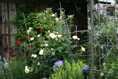 Rose The Pilgrim1218.JPG