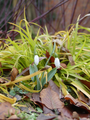 2021-02-05 Gartenimpressionen 1.jpg