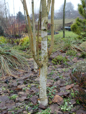 2021-02-05 Betula utilis 'Doorenbos'.jpg