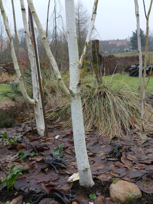 2021-02-05 Betula utilis 'Grayswood Ghost'.jpg