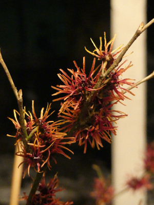 2021-02-05 Hamamelis 'Twilight' 1.jpg