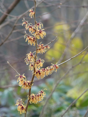 2021-02-05 Hamamelis 'Robert'.jpg