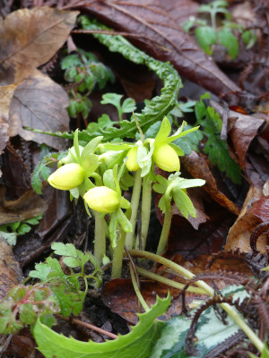 2021-02-05 Eranthis 'Zitronenfalter'.jpg