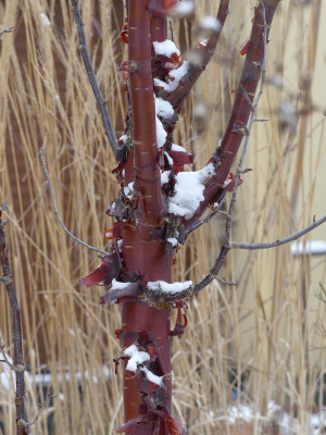 2021-02-06 Prunus serrula 1.jpg