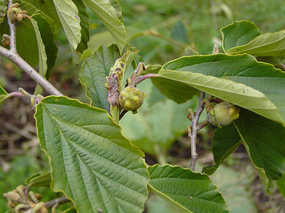 Hamamelis-Nuss_k.jpg