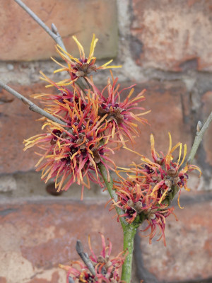 2021-02-06 Hamamelis 'Twilight' 2.jpg