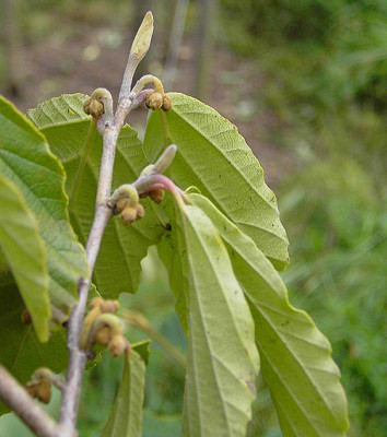 Hamamelis-Knospen_k.jpg