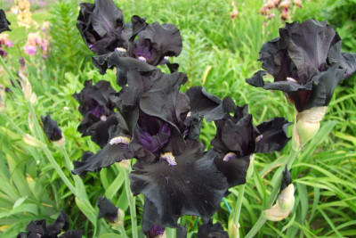 Iris schwarz.JPG