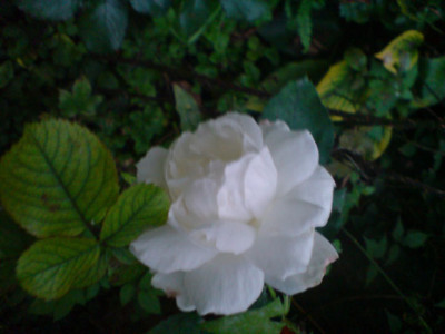 karen_blixen_okt_07_1.JPG