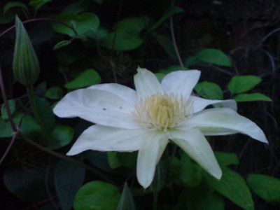 clematis-schonheiten_okt_07_1.JPG