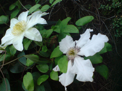 clematis-schonheiten_okt_07_2.JPG