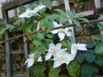 clematis-schonheiten_okt_07_4.JPG