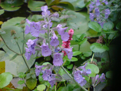 duftenden_rosenbegleiter_okt_07_2.JPG